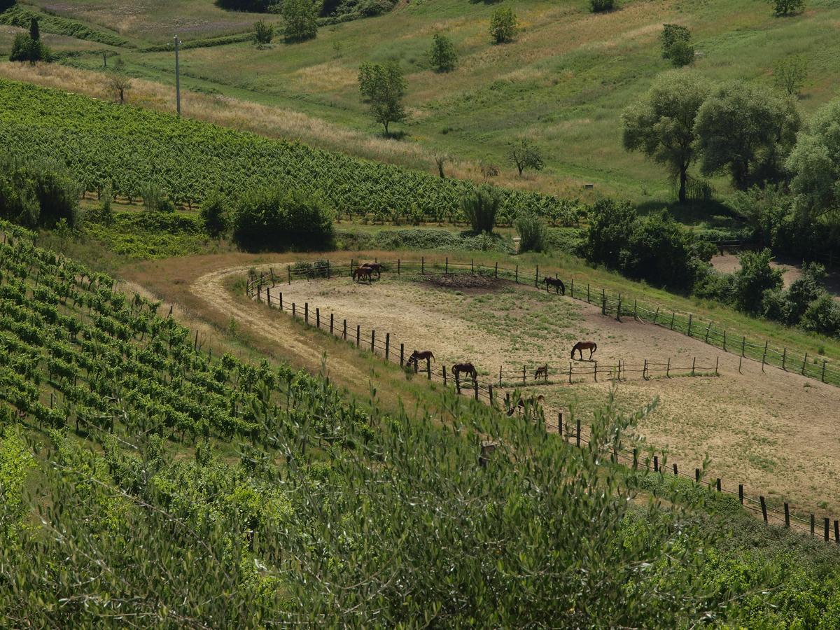 Agriturismo La Moraia Otel Poggibonsi Dış mekan fotoğraf